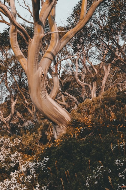 Should I Hire A Qualified Arborist For Tree Removal In Ballarat?