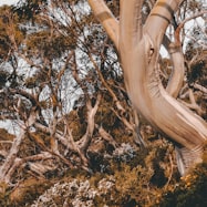 What Is The Average Cost Of Tree Removal In Ballarat?